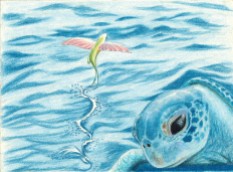Sea Turtle and Flying Fish - Colored Pencil